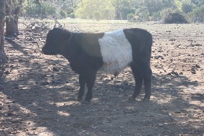 worldfinals/tinylowlineheifer.JPG